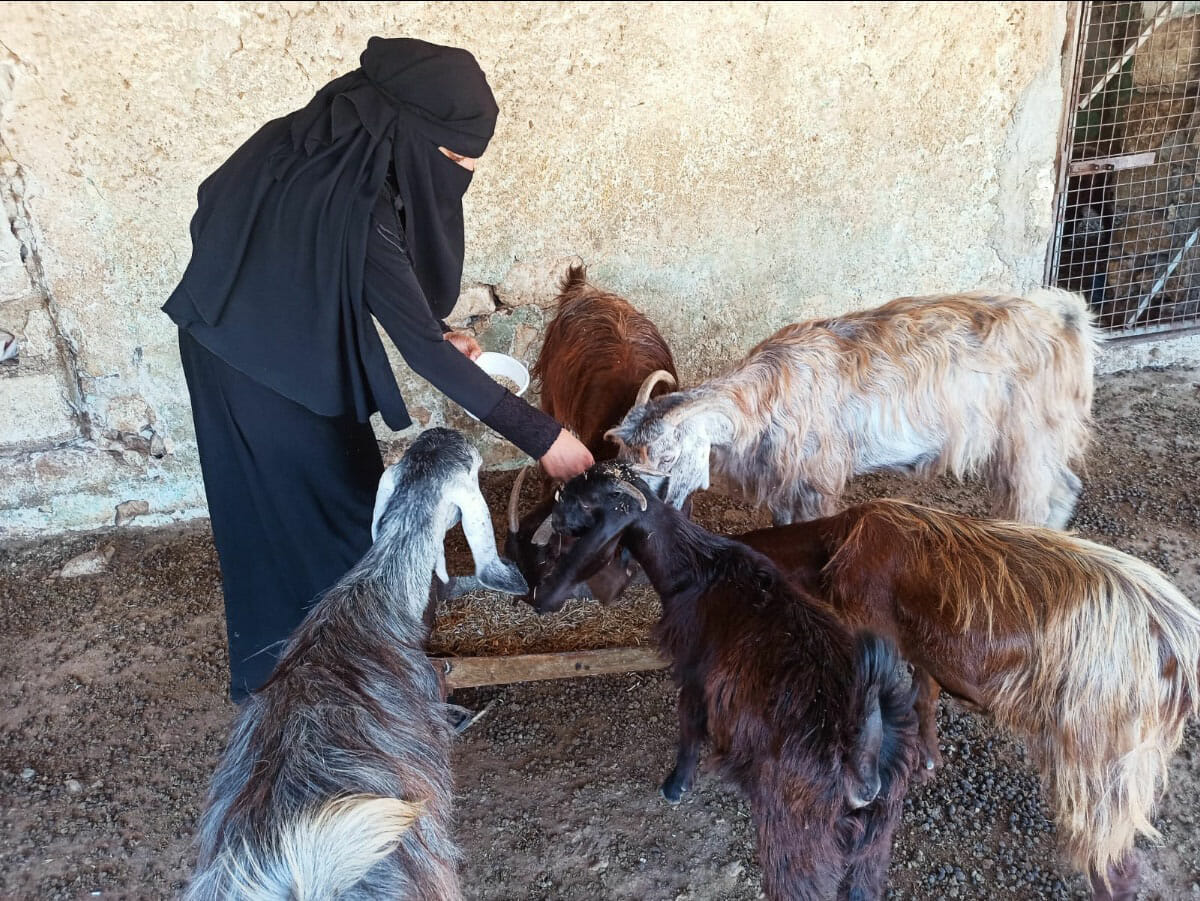 Samira feeds her livestock with fodder provided by the INSPIRE program.